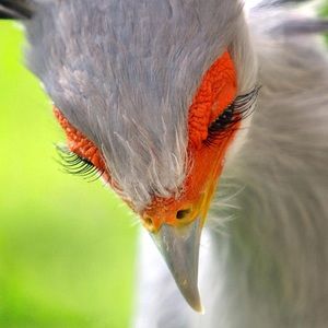 Meet your Posher, Jean